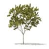 CGAxis Models Volume 76 Trees X - Image 23