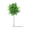 CGAxis Models Volume 76 Trees X - Image 24