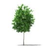 CGAxis Models Volume 76 Trees X - Image 25