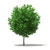 CGAxis Models Volume 76 Trees X - Image 26