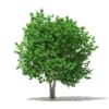 CGAxis Models Volume 76 Trees X - Image 27
