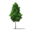 CGAxis Models Volume 76 Trees X - Image 28