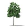 CGAxis Models Volume 76 Trees X - Image 29