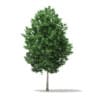 CGAxis Models Volume 76 Trees X - Image 30