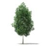 CGAxis Models Volume 76 Trees X - Image 31