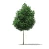 CGAxis Models Volume 76 Trees X - Image 32