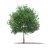 CGAxis Models Volume 76 Trees X - Image 33