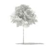 Norway Maple