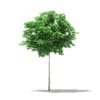 Norway Maple