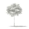 Norway Maple