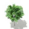 Norway Maple