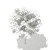 Norway Maple