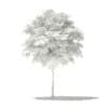 Norway Maple