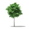 Norway Maple