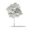 Norway Maple