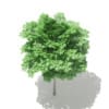 Norway Maple