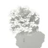 Norway Maple