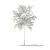 Norway Maple