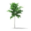 Norway Maple