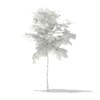 Norway Maple (Acer platanoides) 2m - Image 5