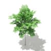 Norway Maple (Acer platanoides) 2m - Image 4
