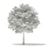 Norway Maple (Acer platanoides) 5.3m - Image 2