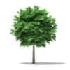 Norway Maple (Acer platanoides) 5.3m - Image 3