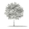 Norway Maple (Acer platanoides) 5.3m - Image 4