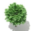 Norway Maple (Acer platanoides) 5.3m - Image 5