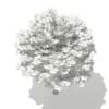Norway Maple (Acer platanoides) 5.3m - Image 6