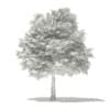 Norway Maple (Acer platanoides) 7.1m - Image 2
