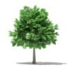 Norway Maple (Acer platanoides) 7.1m - Image 3