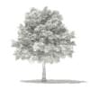 Norway Maple (Acer platanoides) 7.1m - Image 4