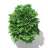 Norway Maple (Acer platanoides) 7.1m - Image 5