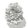 Norway Maple (Acer platanoides) 7.1m - Image 6