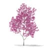 Red Lapacho (Tabebuia impetiginosa) 1.5m - Image 3