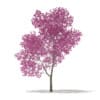 Red Lapacho (Tabebuia impetiginosa) 2.2m - Image 3