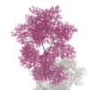 Red Lapacho (Tabebuia impetiginosa) 2.2m - Image 5