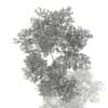 Red Lapacho (Tabebuia impetiginosa) 2.2m - Image 6