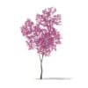Red Lapacho (Tabebuia impetiginosa) 1.7m - Image 3