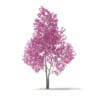 Red Lapacho (Tabebuia impetiginosa) 1.8m - Image 3
