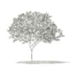Norway Maple (Acer platanoides) 7.9m - Image 2