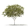 Norway Maple (Acer platanoides) 7.9m - Image 3