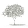 Norway Maple (Acer platanoides) 7.9m - Image 4