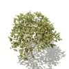 Norway Maple (Acer platanoides) 7.9m - Image 5