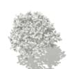 Norway Maple (Acer platanoides) 7.9m - Image 6