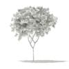 Norway Maple (Acer platanoides) 6.3m - Image 2
