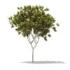 Norway Maple (Acer platanoides) 6.3m - Image 3