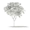 Norway Maple (Acer platanoides) 6.3m - Image 4