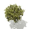 Norway Maple (Acer platanoides) 6.3m - Image 5